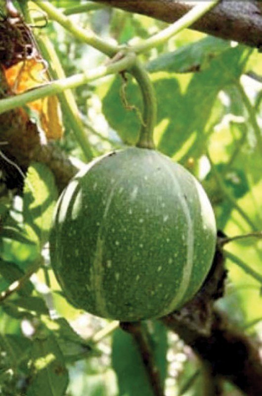 The Okeechobee Gourd is an endangered species