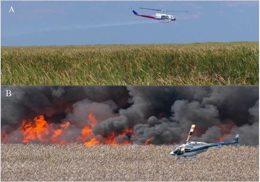 Aerial application of herbicide (A) and prescription burn (B) are common methods for cattail management. Both techniques require use of a helicopter.