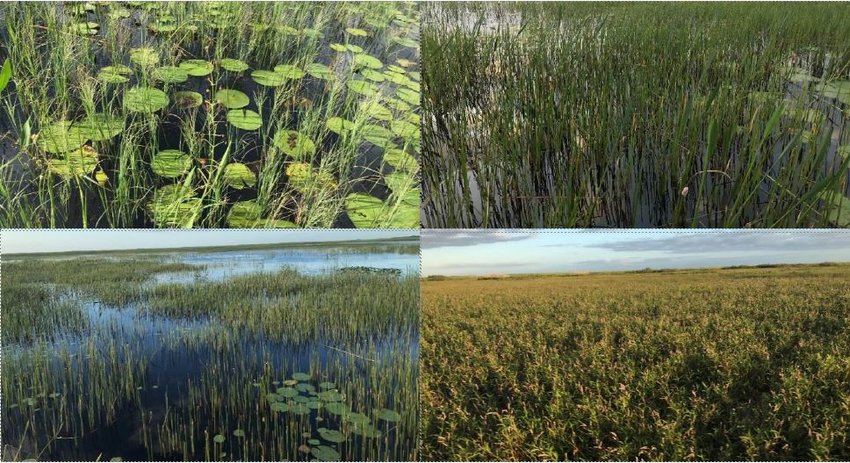 Post-management monitoring of previous cattail removal efforts shows the return of a diverse aquatic plant community composed of SAV and floating and emergent macrophytes.