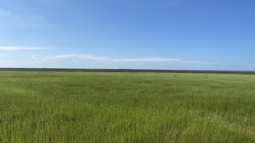 Dense, non-native torpedograss dominates vegetation in the northwest marsh of Lake Okeechobee.