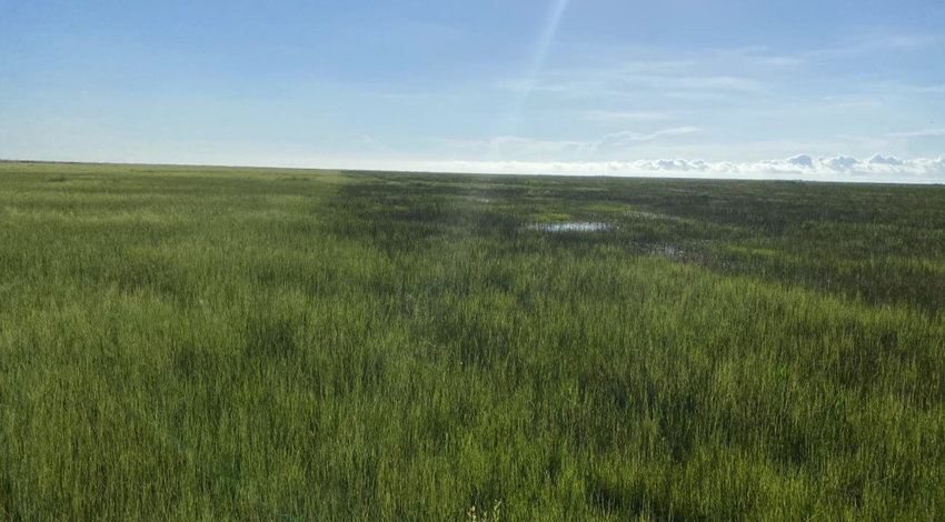A clear line is visible between healthy, untreated torpedo grass (left) and re-established native marsh vegetation in a previously managed area (right).