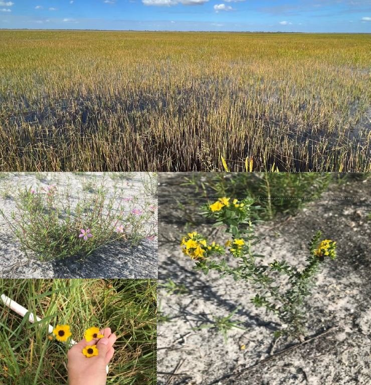 Spikerush, a native wetland plant, returns to the marsh following torpedograss removal (above). Salt marsh pink, pineland heliotrope, and tickseed take advantage of drier conditions in areas of the lake where torpedograss has been removed (below).