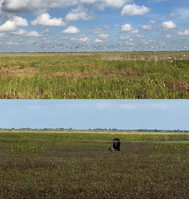 The removal of torpedograss and subsequent expansion of foraging habitat attracts thousands of wading birds to the northwest marsh (top). An Everglades snail kite searches for food in the newly reclaimed marsh habitat (bottom).