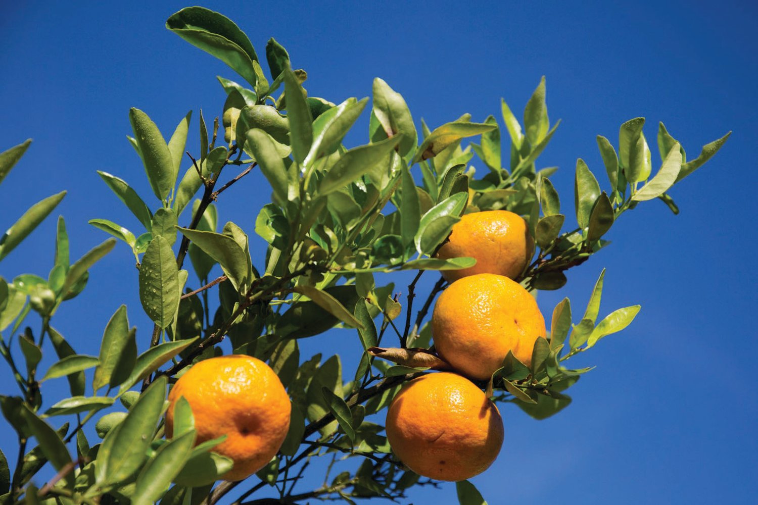 A new UF/IFAS project aims to improve plant performance and productivity by providing breeders with traits to enhance the photosynthetic ability of cultivated citrus.