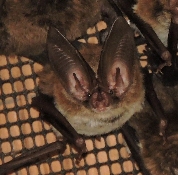 The Rafinesque’s big-eared bat has distinctive ears that distinguish them from other bats in Florida.