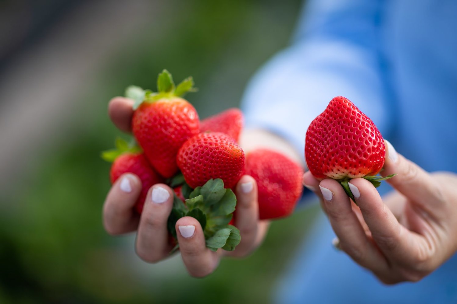 That’s no accident. Strawberries are in season, and those you see at the grocery store should be shipped and stocked at the right temperature, says a University of Florida scientist.