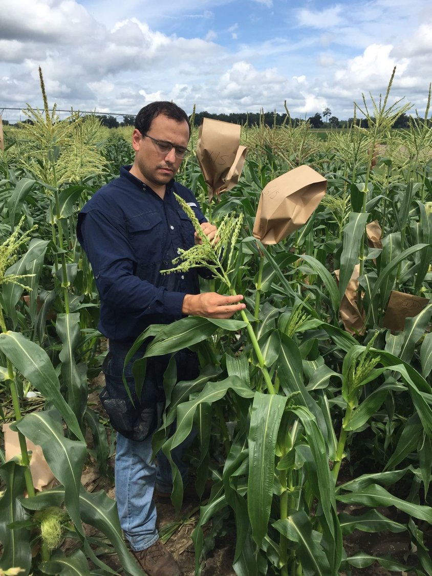 Dr. Resende in a research farm filled with sweet corn.