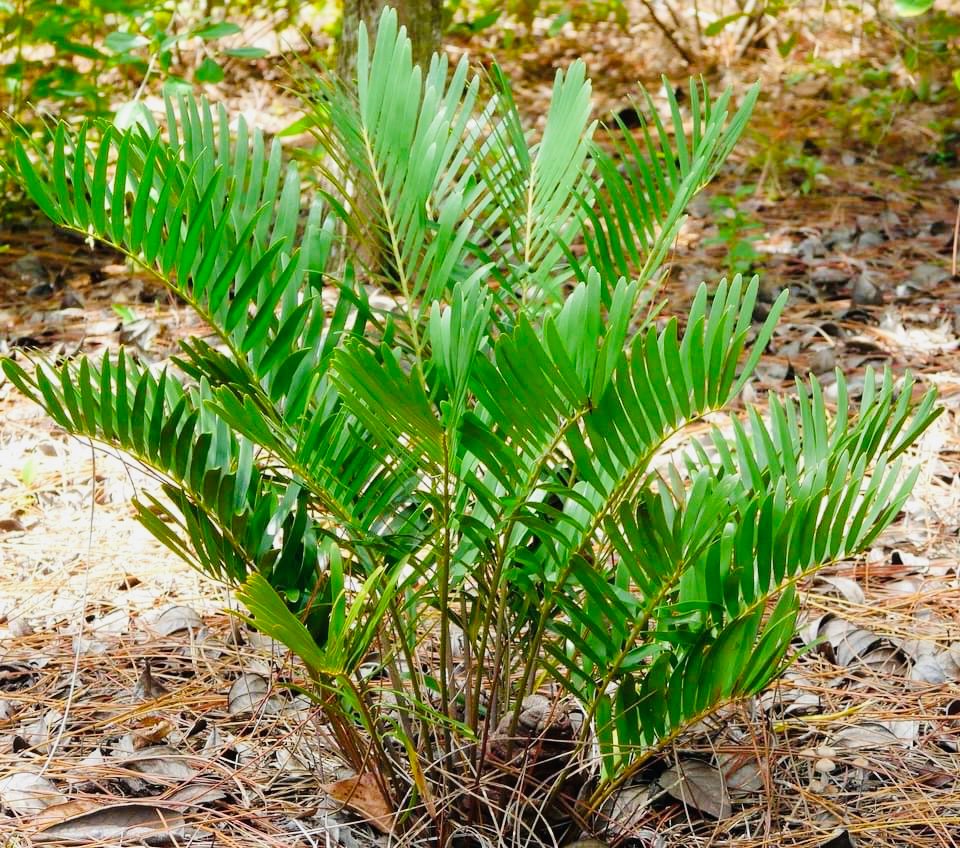 The coontie (Zamia integrifolia) is a native plant that looks like a small fern, and is the preferred food source for larvae of the rare Atala butterfly.