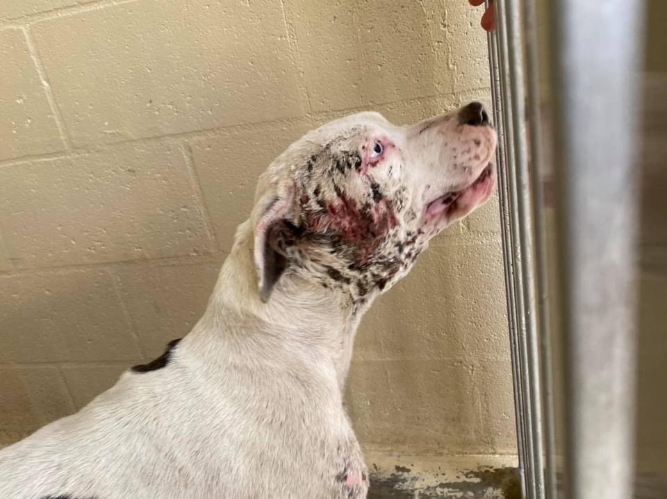 Hope, found by Clewiston Animal Control, suffers multiple deep wounds on top of scars.