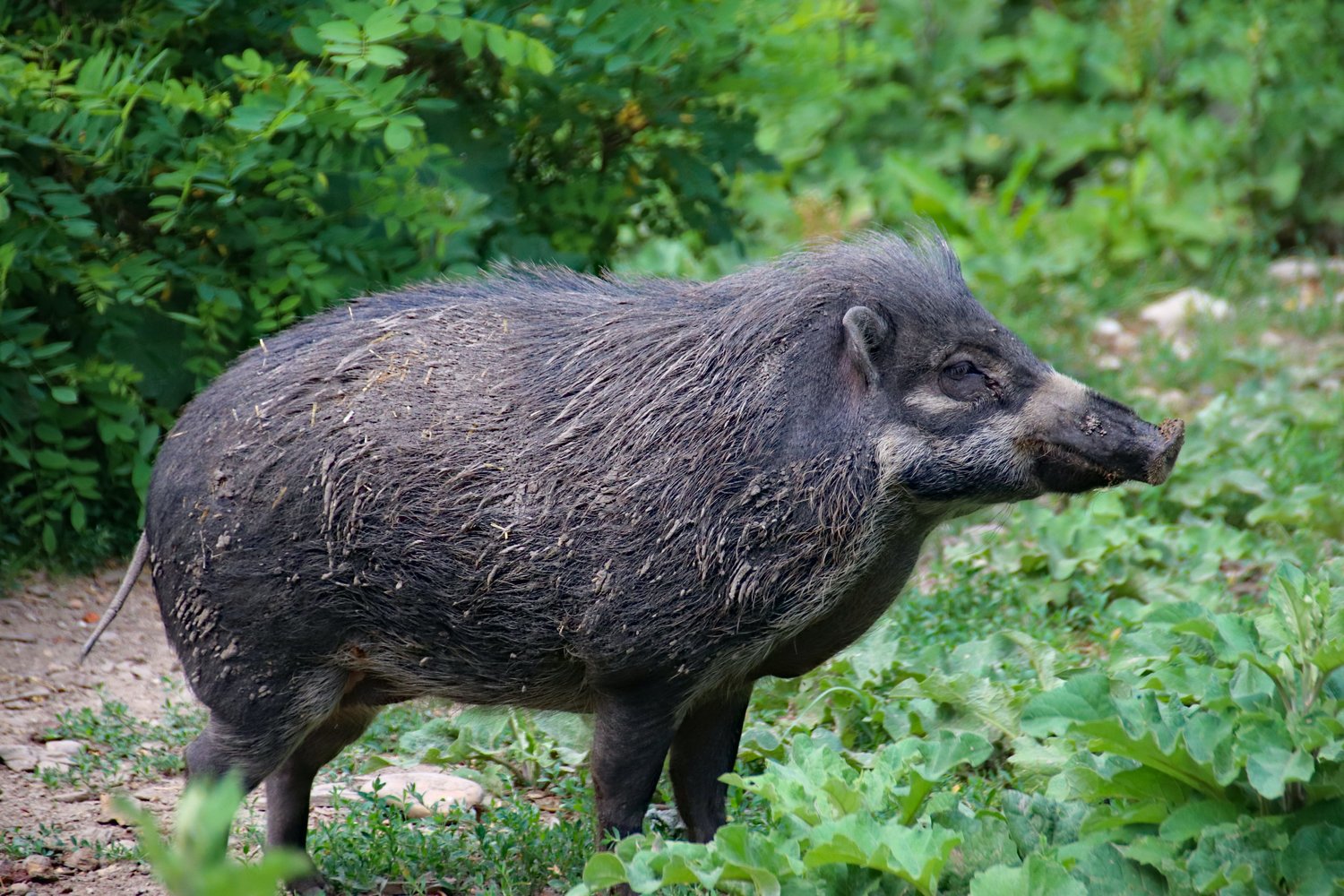 As they roam grazing land, feral swine carry pathogens that cause multiple diseases in cattle, like Brucella.