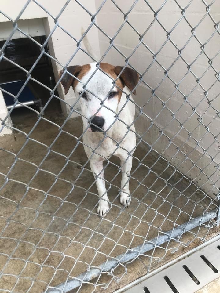 Many unwanted dogs, like this one at Clewiston Animal Control, often wind up at shelters with no where to go.
