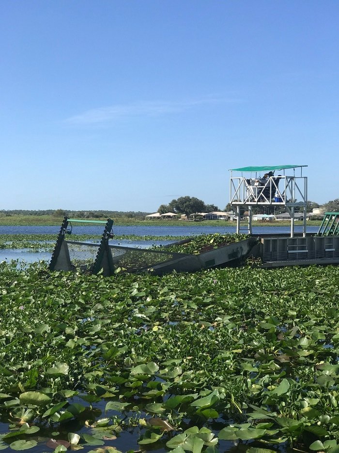 KISSIMMEE - Mechanical harvesters are being used to remove heavy mats of invasive floating plants and tussocks that are encroaching on the Highway 60 bridge and S-65 lock.