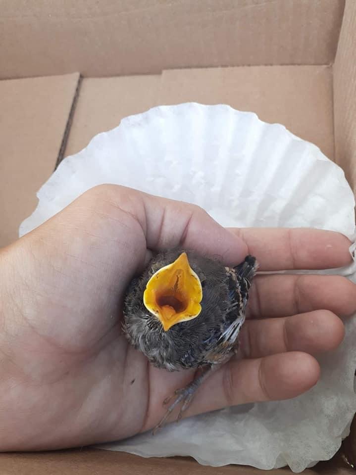 A baby bird cries for it’s mom while Clewiston Animal Control returns it to the nest.