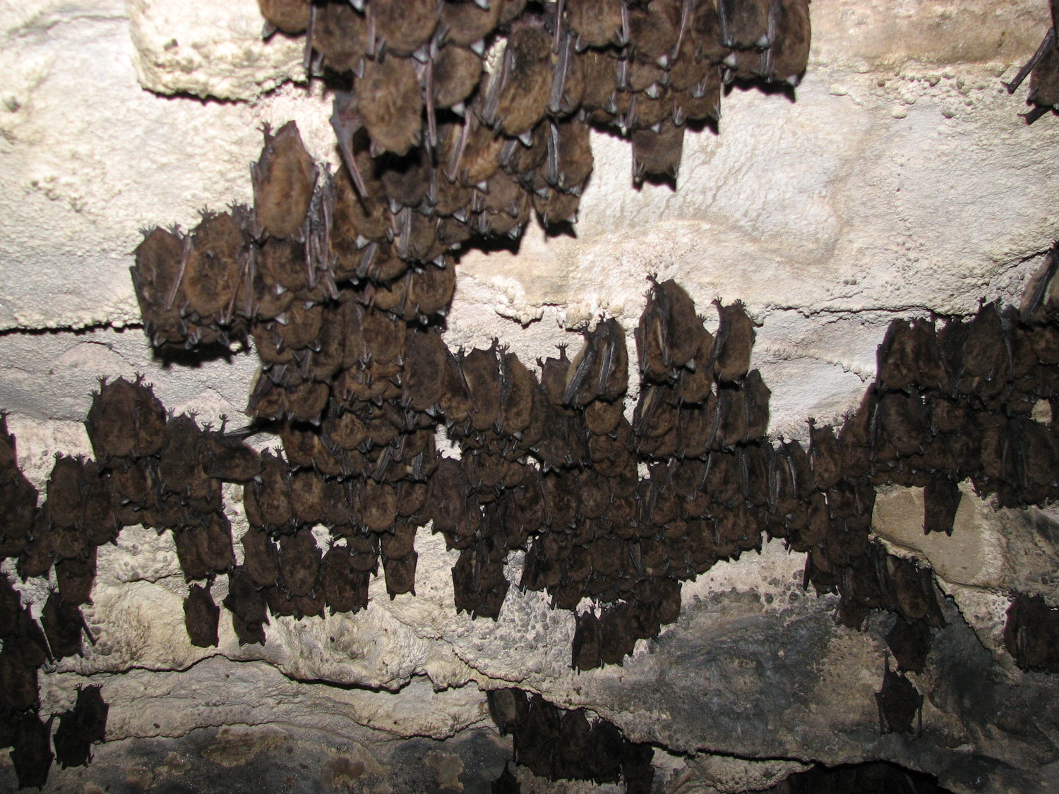 Hibernating bats in a Vermont cave.