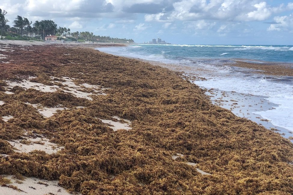 A photo taken this month shows Sargassum piled up on a beach in Palm Beach County, Florida.