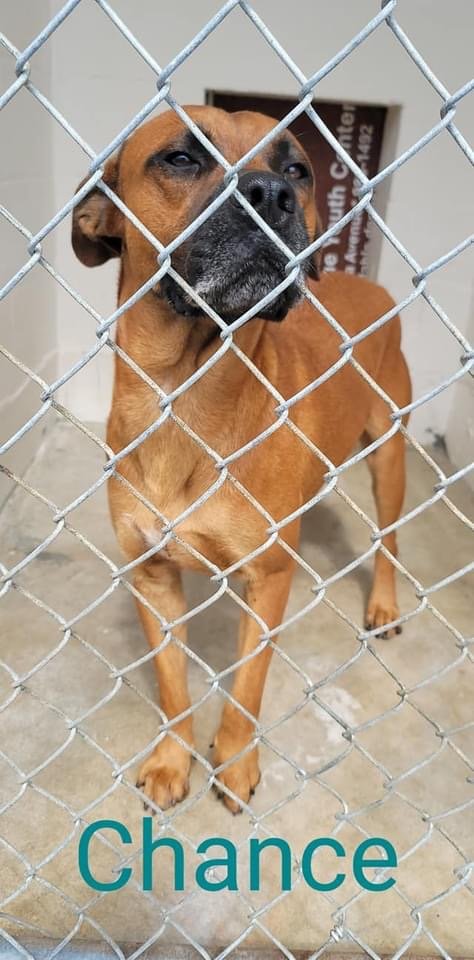 Chance waits patiently at Clewiston Animal Control, one of many dogs who hopes to find his forever family soon.