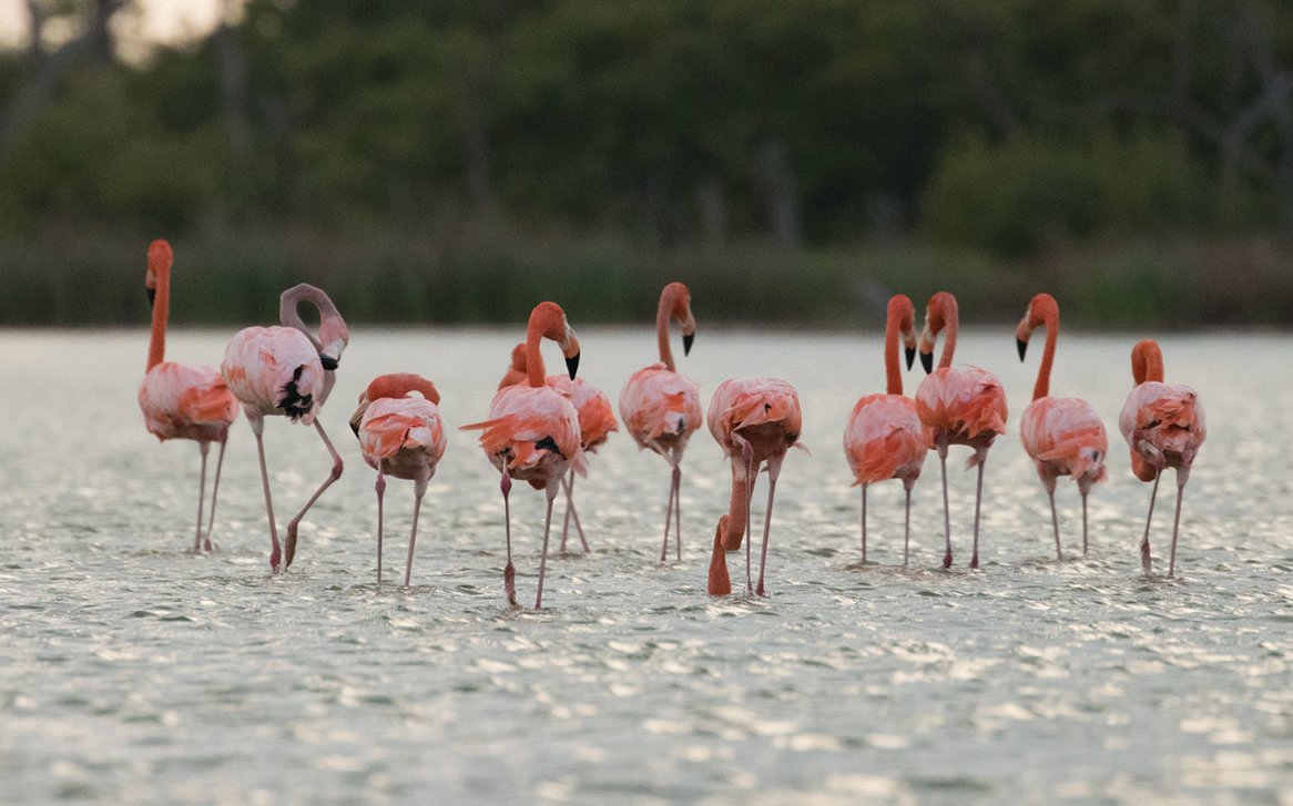 American flamingos spend much of their time around mangrove-fringed islands and mudflats at Snake Bight (Everglades National Park) within Florida Bay.