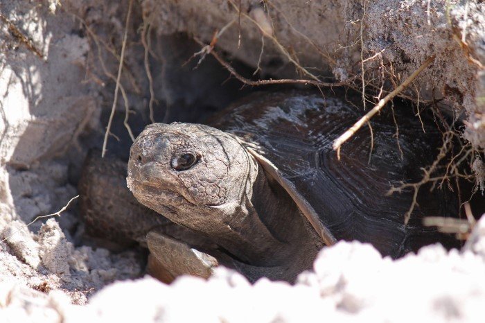 Gopher tortoises are long-lived reptiles that occupy upland habitat throughout Florida including forests, pastures, and yards. They dig deep burrows for shelter and forage on low-growing plants.