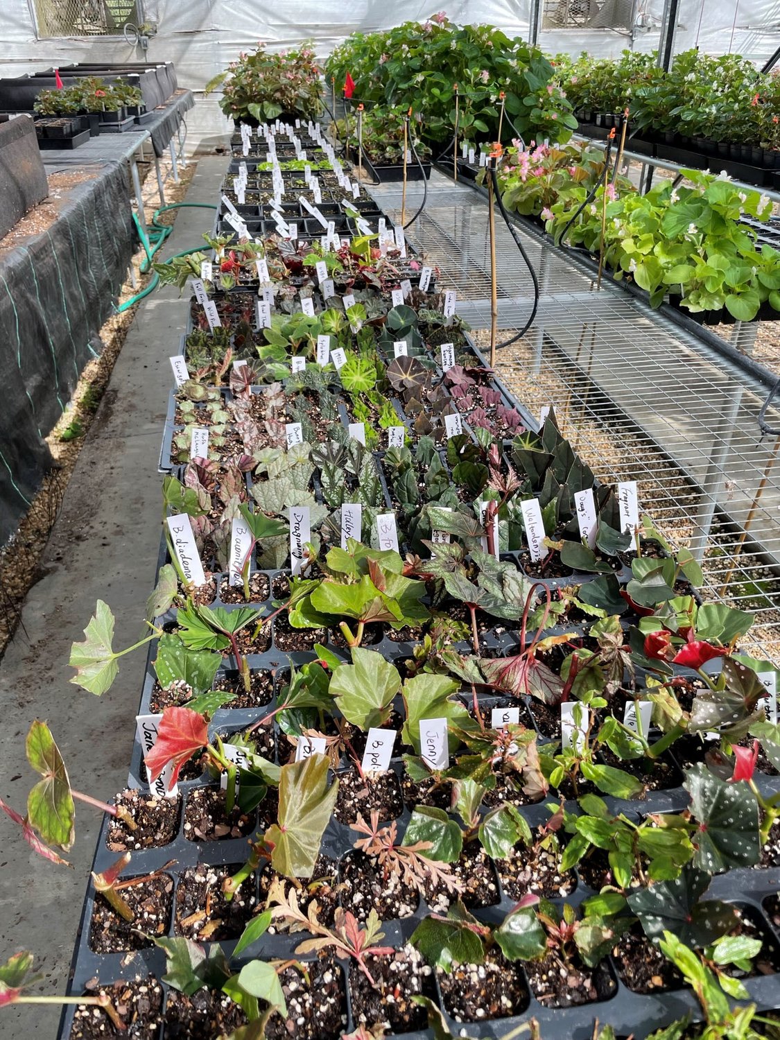 Heat and humidity are the two major factors that put stress on begonias. Even if growers use shade and electric cooling to combat heat stress, the plant’s stress response to heat limits its marketability in the landscape.