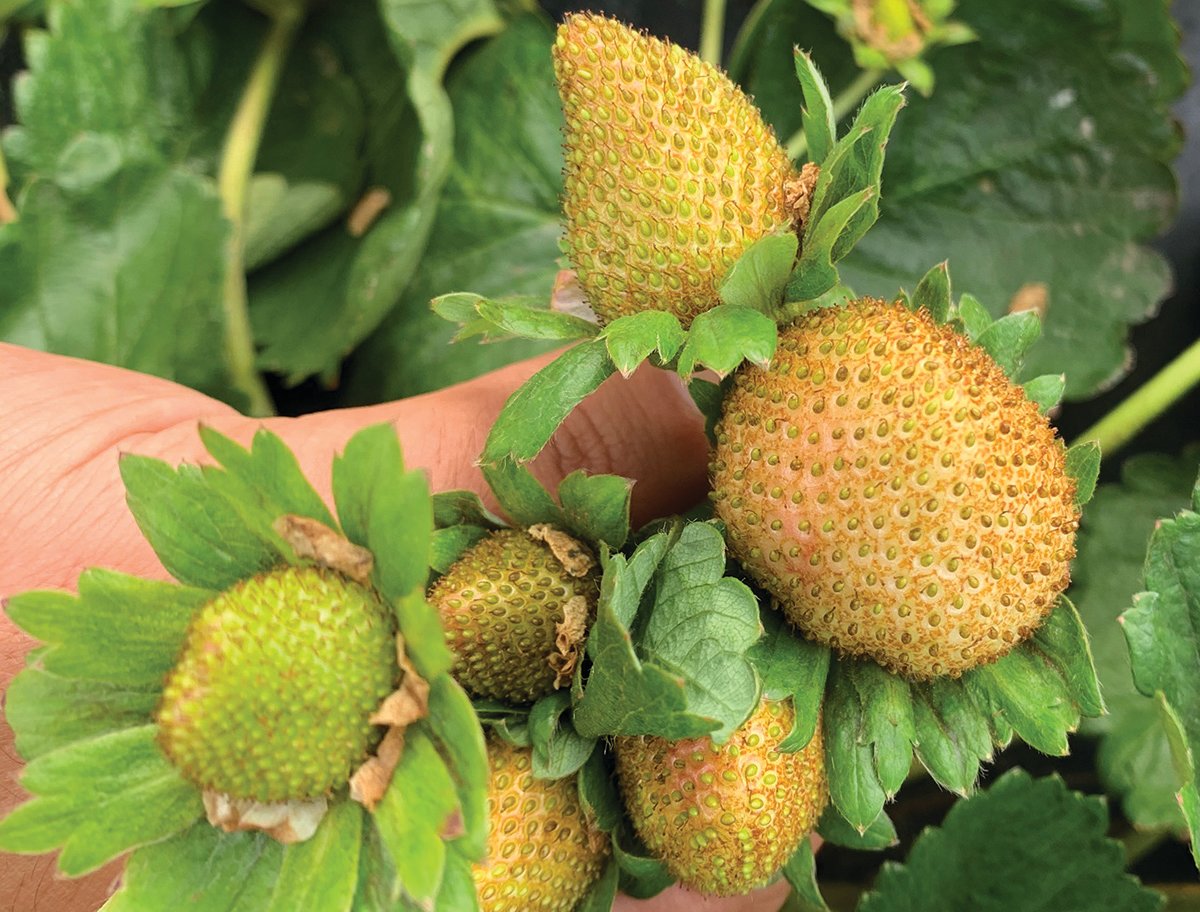 Chilli thrips can make strawberries virtually unmarketable.