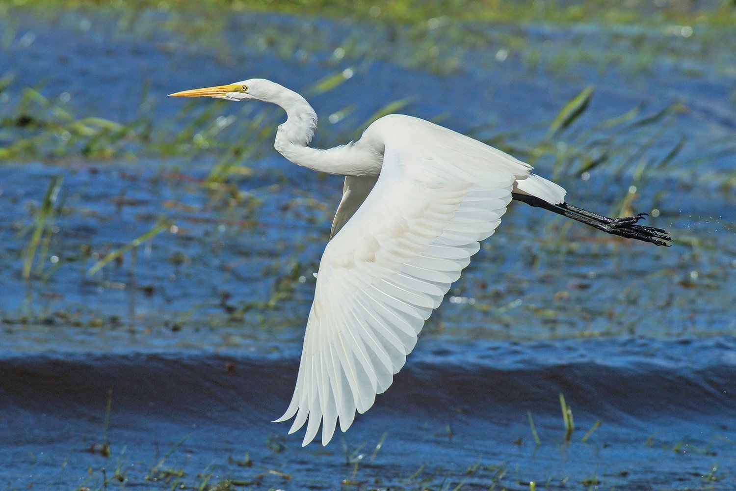 This photo is of an adult great egret.