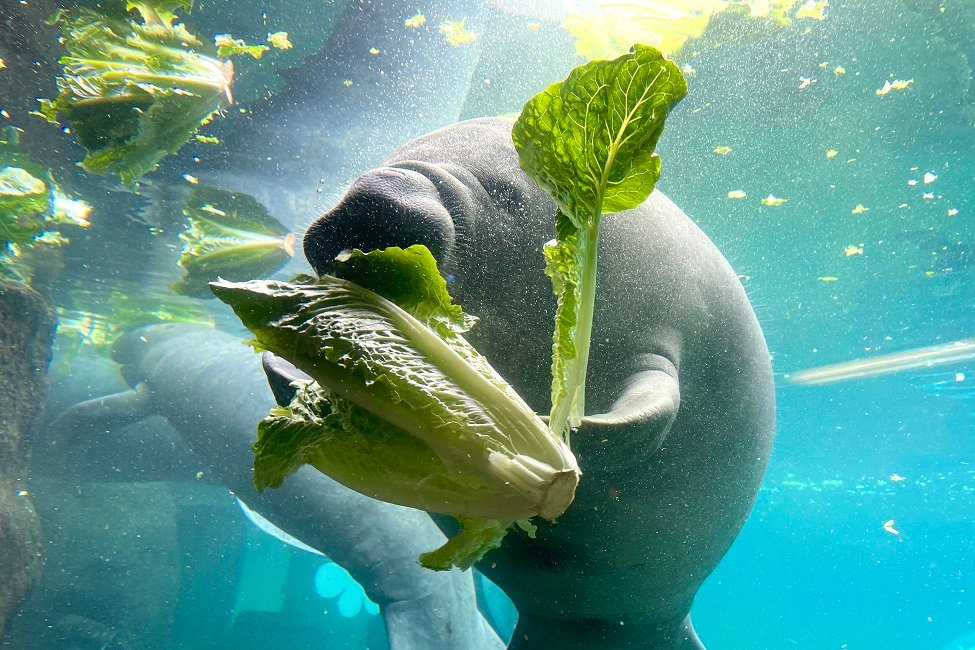Manatees at risk of starving due to native seagrass dying from water pollution, were fed romaine lettuce as part of an unprecedented feeding program on the east coast of Florida’s Indian River Lagoon.