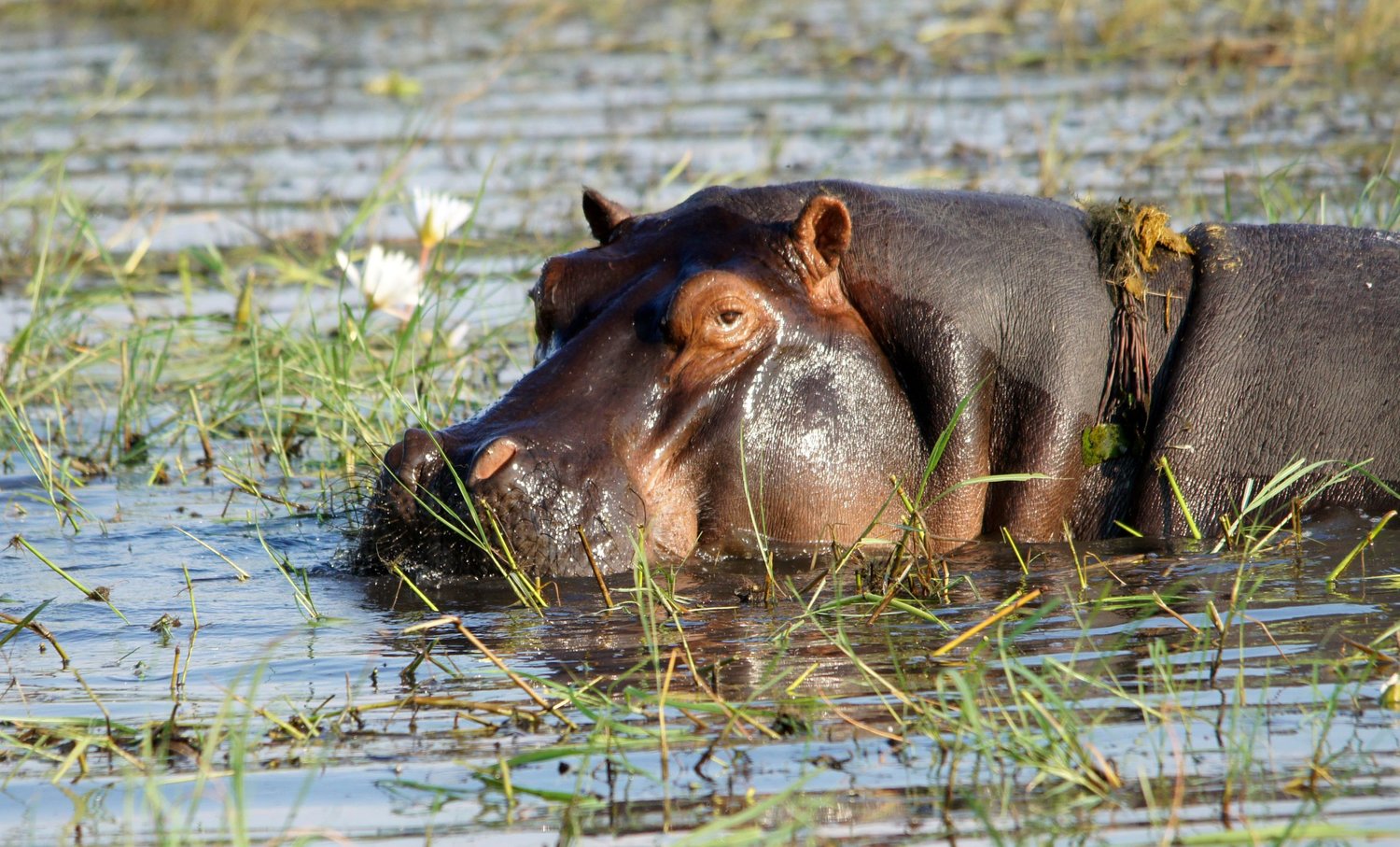 Hippo in the Zambezi River [Photo by Ansie Potgieter/Upsplash]