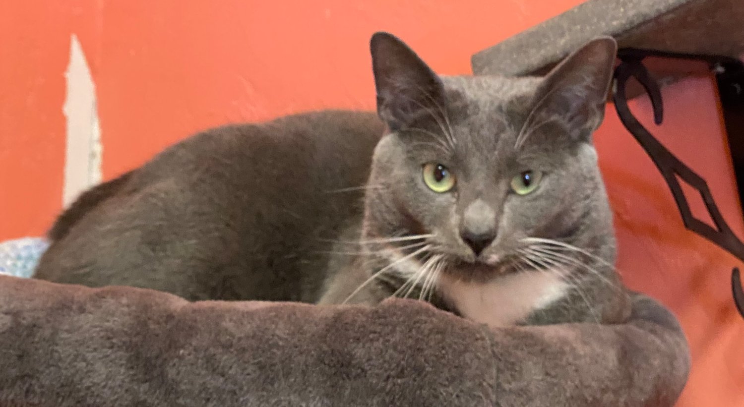 Heather is a shy, sweet kitty that needs a loving home.