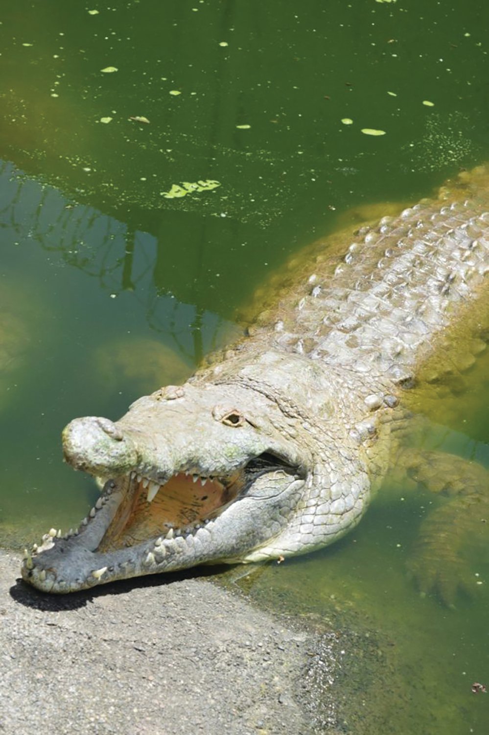 The Orinoco crocodile is one of the most threatened crocodilian species in the Americas due mainly to overhunting and habitat degradation. UF/IFAS scientists with the CROC Docs in Fort Lauderdale are leading a reintroduction project in Colombia to conserve the species.