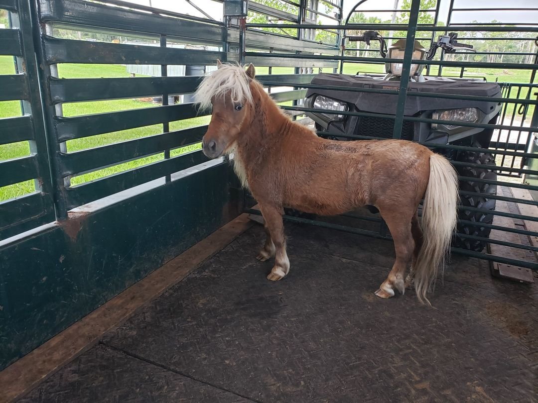 The Hendry County Sheriff's Office found this brown pony in Montura Ranch Estates on June 19.