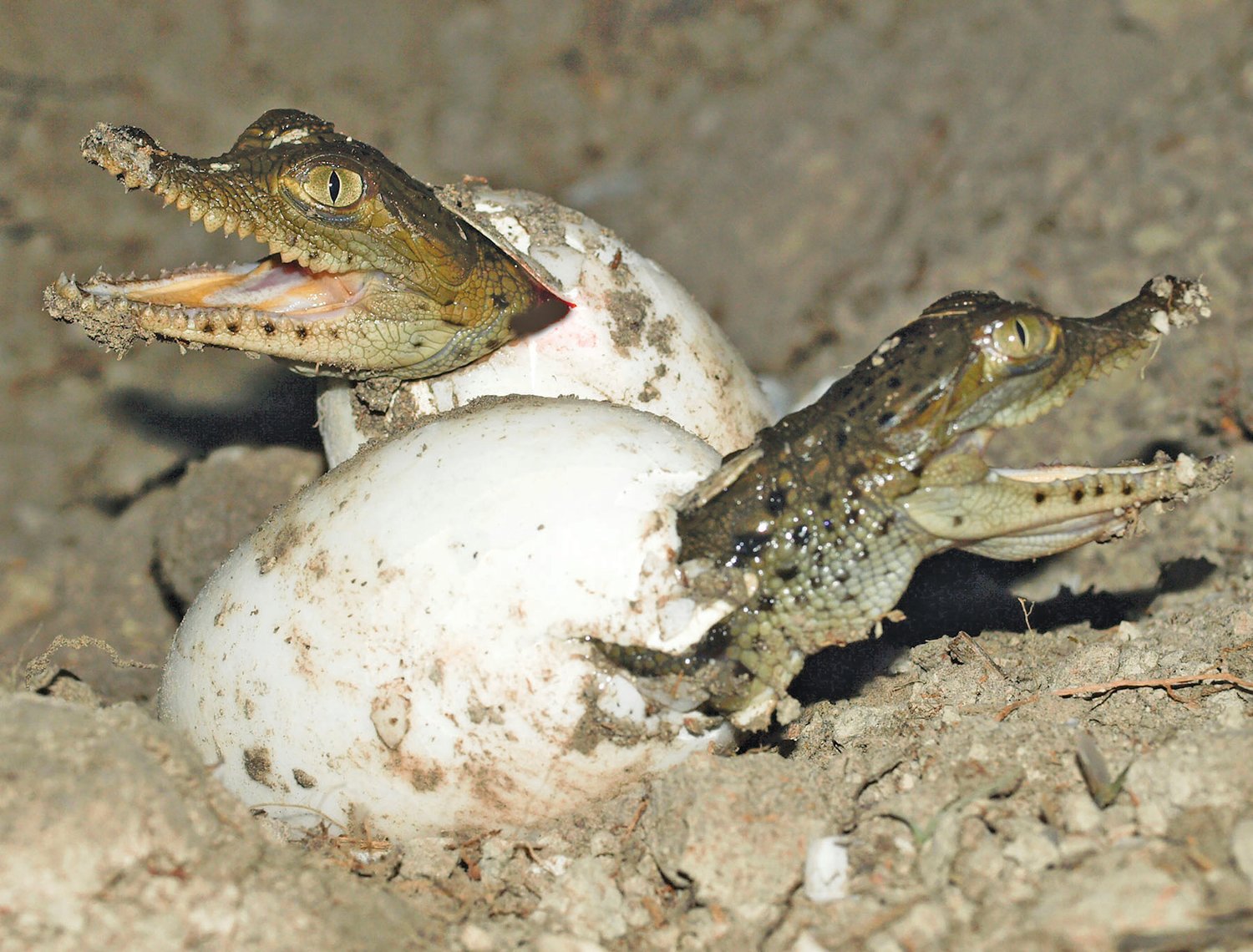 Crocodile hatchlings