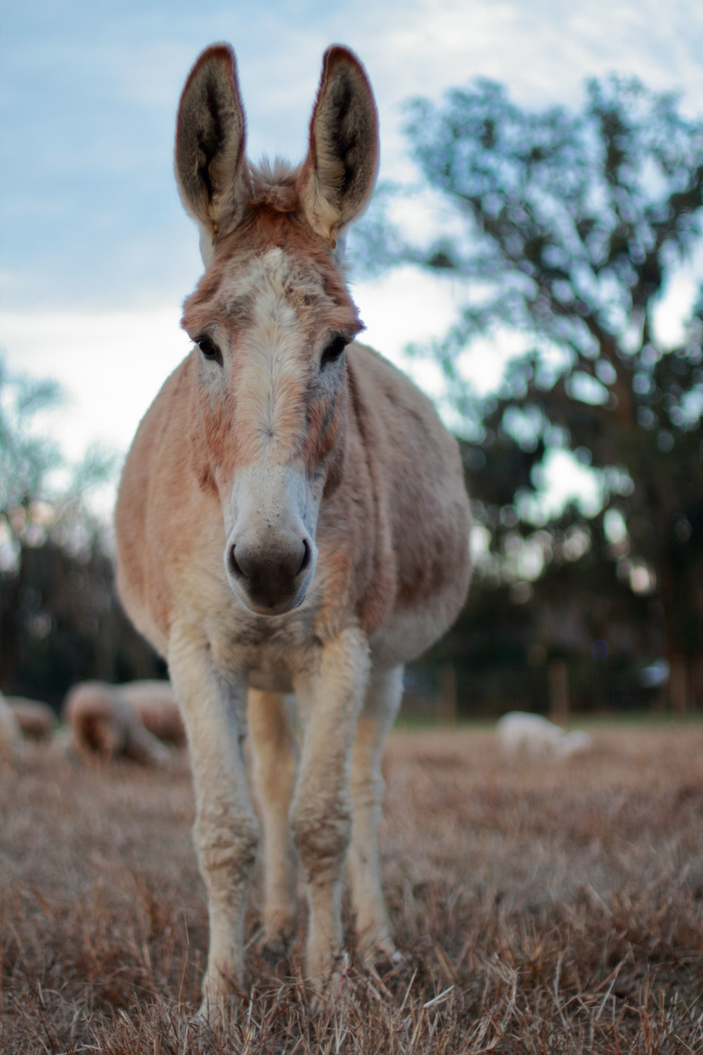 Donkeys have fueled human agriculture throughout early history, and they continue to do so across the globe, especially in developing nations.
