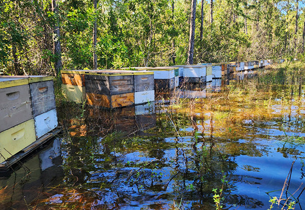When Hurricane Ian made landfall last week, among the agriculture industry losses were some important pollinators: honey bees.