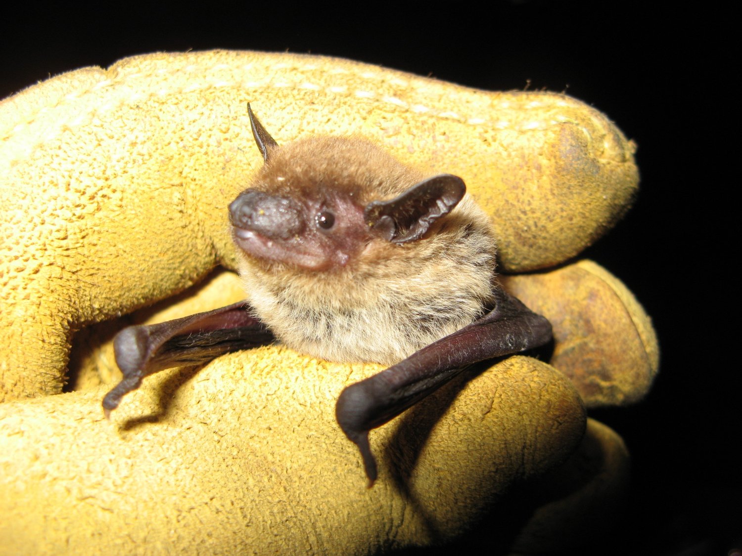 Florida boasts 13 native bat species, all of which are both ecologically and economically beneficial.