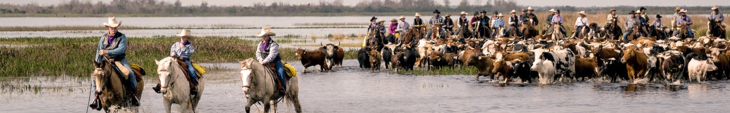 To celebrate 500 years of cattle production in Florida, the Florida Cow Culture Preservation Committee has organized a trail drive for 500 people driving 1,000 across Old Florida, from December 4-10, 2022. Credit: The Florida Cow Culture Preservation Committee