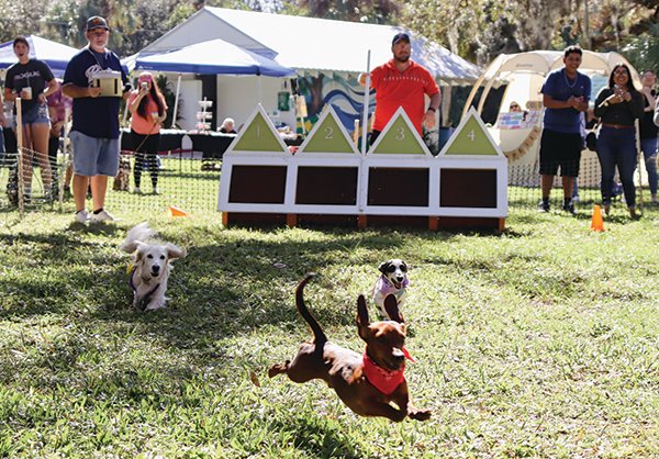 Racing pooches at Lenny's Downtown Doxie Dash Oct. 22, 2022