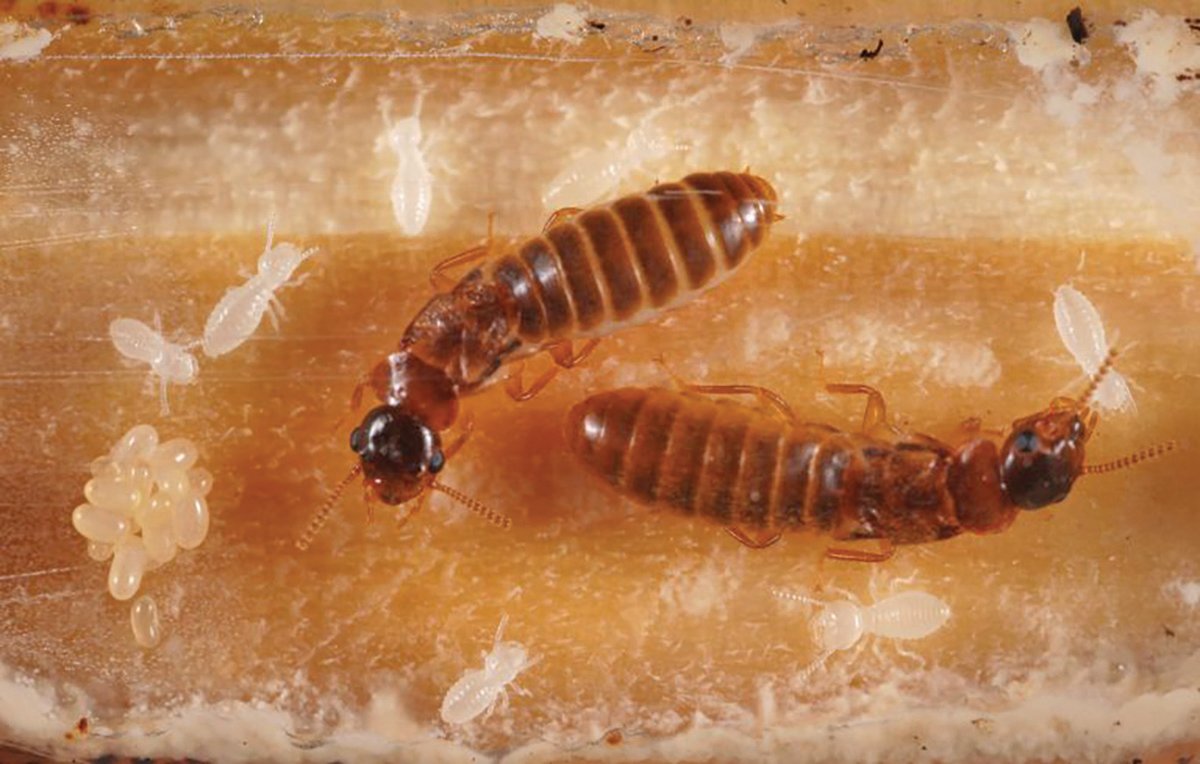 This subterranean queen and king pair are exhibiting parenting skills.