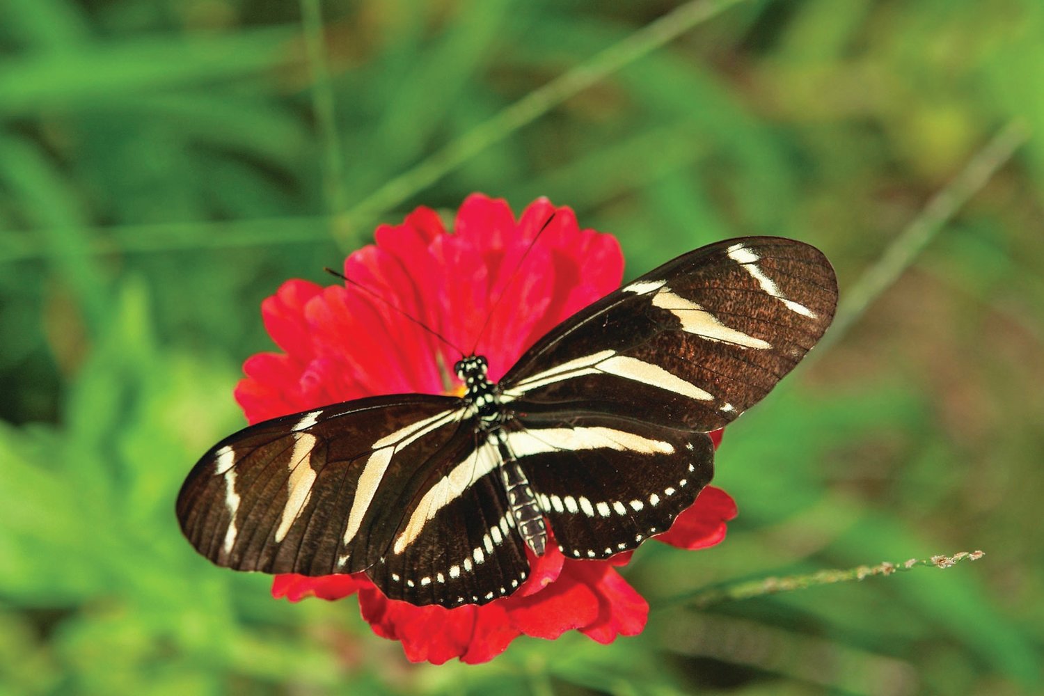 A zebra longwing butterfly.
