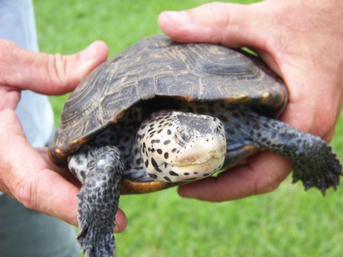 Crab traps ruling was passed to conserve terrapins, a small turtle species found in brackish waters across the state, whose populations are low.