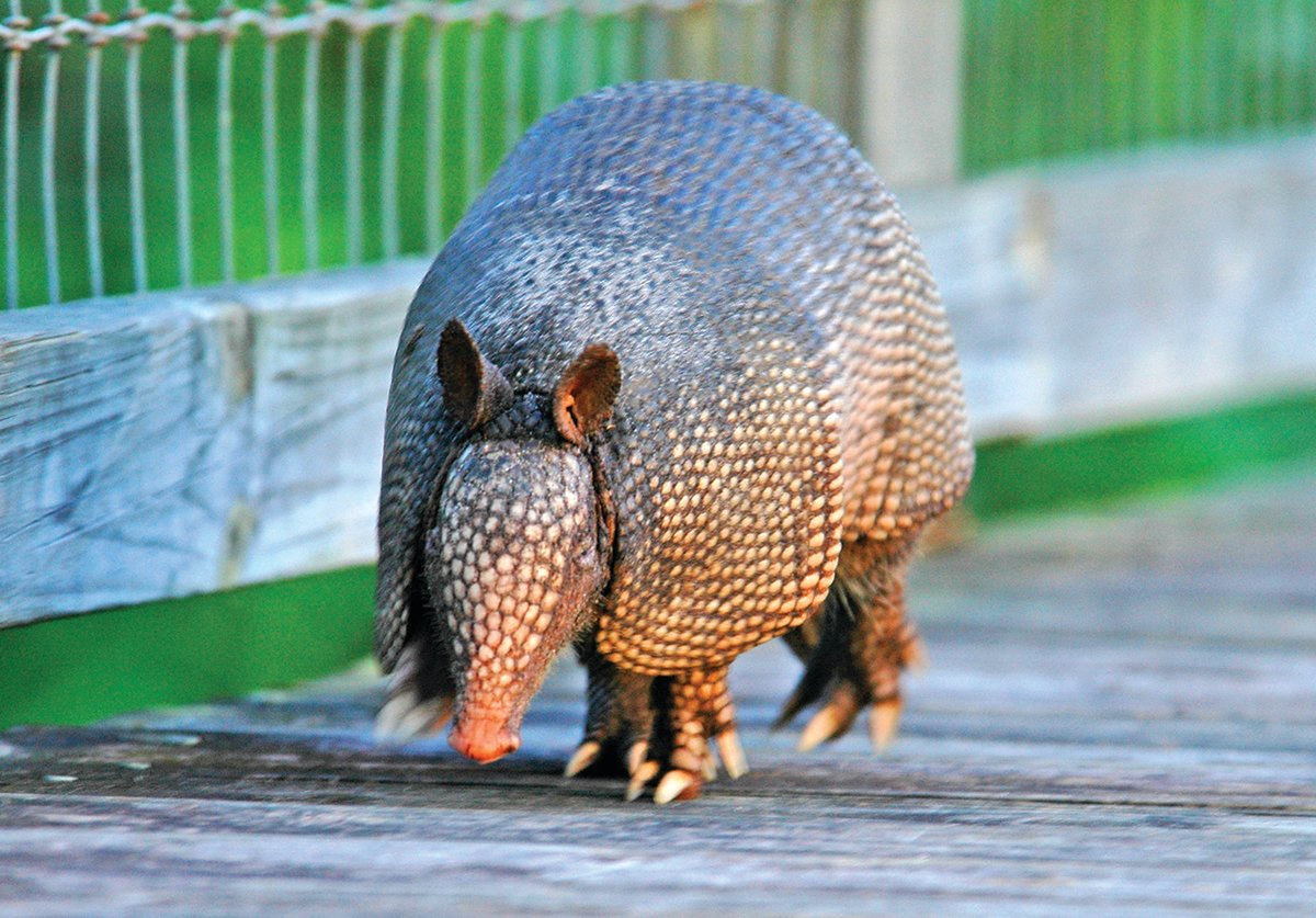 This photo is of an armadillo.