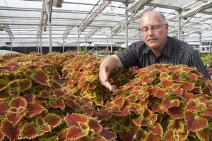David Clark, UF/IFAS professor of environmental horticulture, breeds coleus plants.