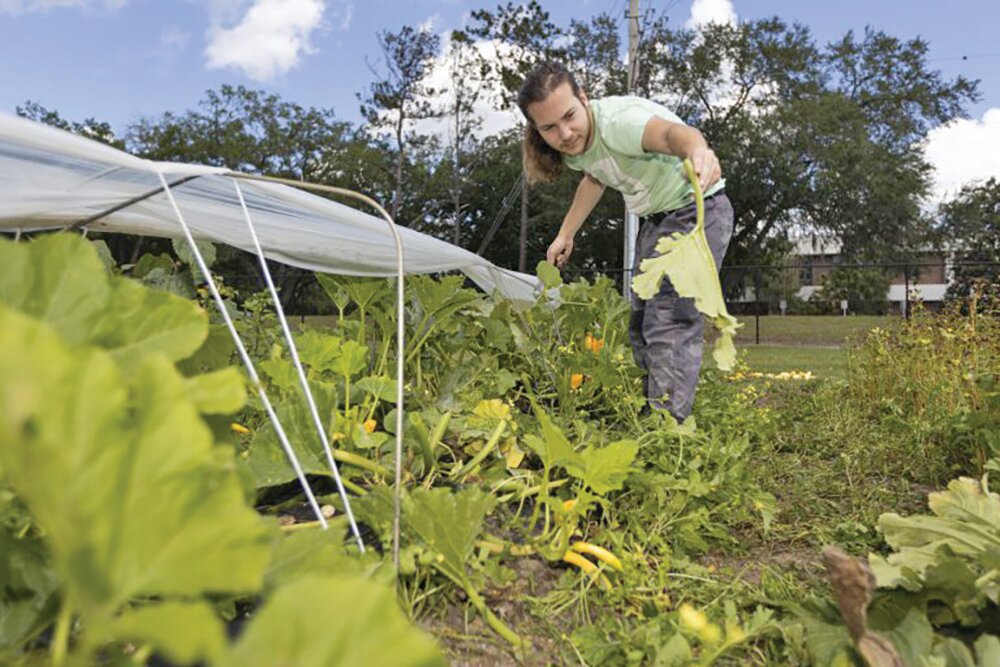 A student in Dr. Xin Zhao’s organic and sustainable crop production class working in the Horticultural Sciences Teaching Garden.