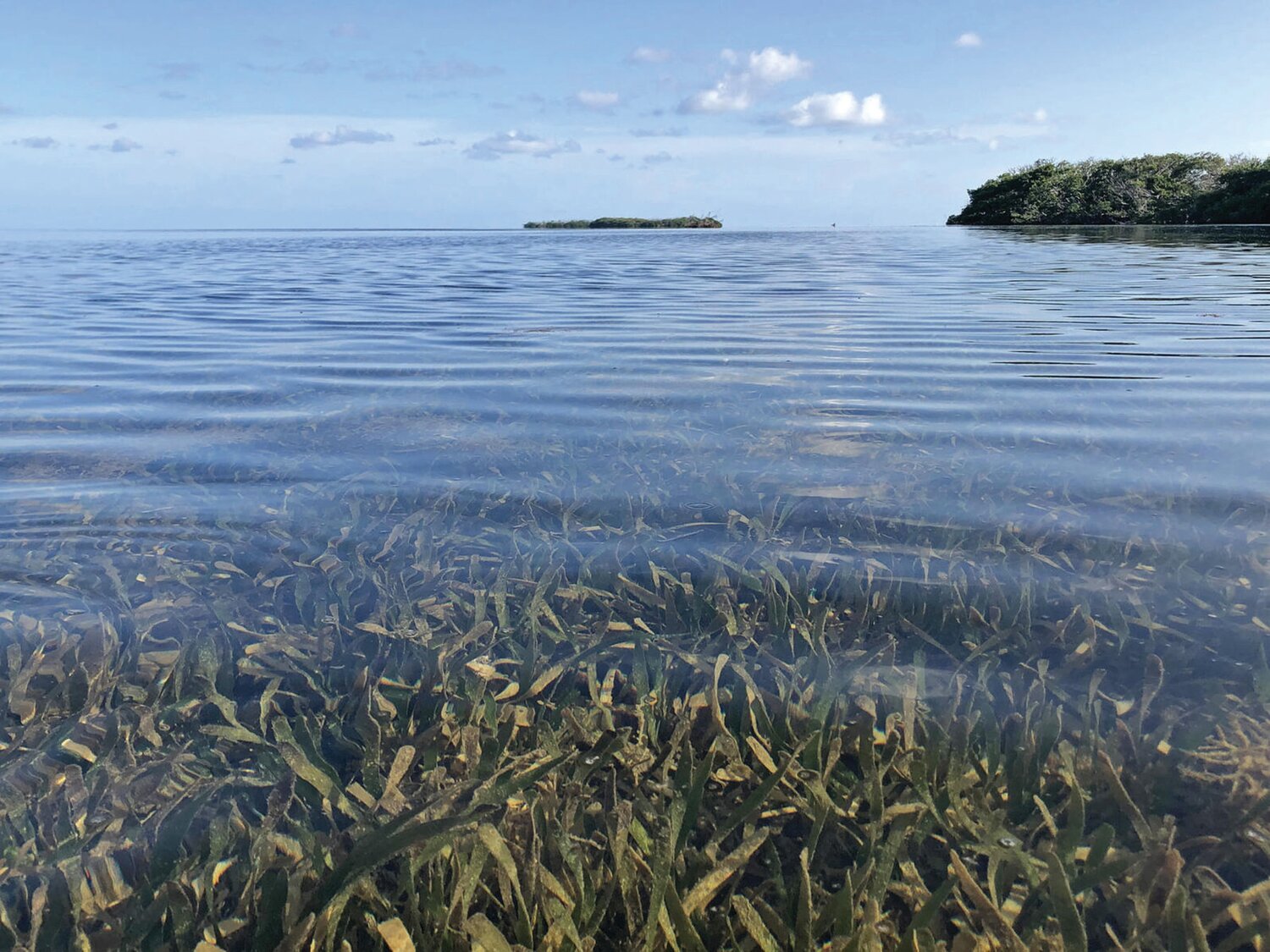 Seagrass in Florida Bay.