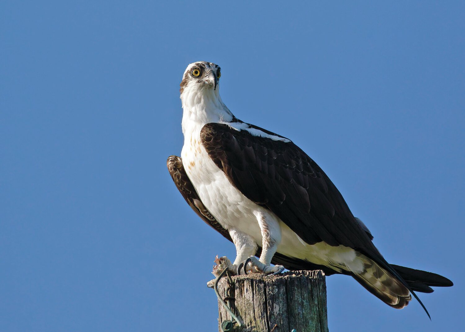 This is a photo of an Osprey