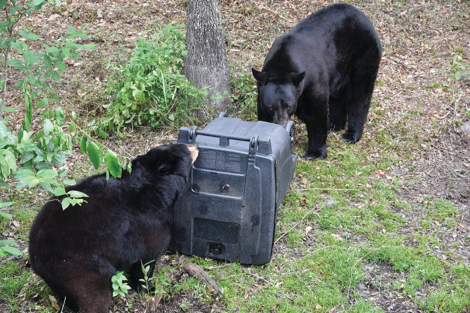 Bears vs garbage can.