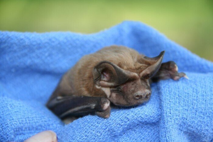 The Florida bonneted bat is federally listed as an endangered species.