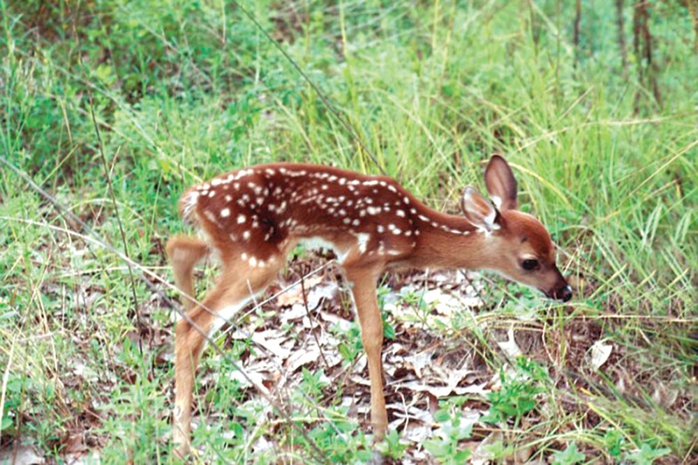 If you find a young animal, such as a fawn or fledgling, it is best to leave it alone. Young animals are rarely orphaned; a parent may be nearby searching for food.